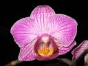 Phalaenopsis_hybridi_BK3_20090918_IMG_6703.jpg