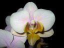 Phalaenopsis_hybridi_BK4_20060222_IMG_8463.jpg