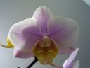 Phalaenopsis_hybridi_BK4_20060222_IMG_8467.jpg