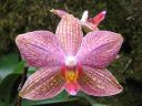 Phalaenopsis_hybridi_BK_20080208_IMG_3653.jpg