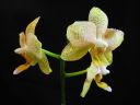Phalaenopsis_hybridi_BK_20080909_IMG_0766.jpg