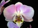 Phalaenopsis_hybridi_BK_20090809_IMG_7655.jpg