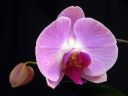 Phalaenopsis_hybridi_BK_20090817_IMG_2525.jpg