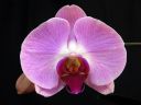 Phalaenopsis_hybridi_BK_20090817_IMG_2530.jpg