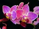Tiedostonimi=Phalaenopsis_hybridi_CMN2_20111118_IMG_0524.jpg
Tiedostokoko=64kt
Koko=600x450
Lisätty=19.02.2012 Phalaenopsis_hybridi_CMN2_20111118_IMG_0524.jpg