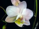 Phalaenopsis_hybridi_CMN_20100421_IMG_4122.jpg