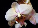 Phalaenopsis_hybridi_CMN_20111118_IMG_0520.jpg