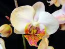 Phalaenopsis_hybridi_CMN_20111118_IMG_0522.jpg