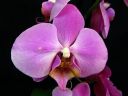 Phalaenopsis_hybridi_CMN_20111129_IMG_0647.jpg