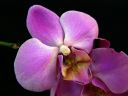 Phalaenopsis_hybridi_CMN_20111129_IMG_0649.jpg