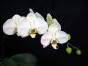 Phalaenopsis_hybridi_HA2_200606_IMG_1445.jpg