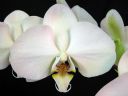 Phalaenopsis_hybridi_HA2_200606_IMG_1446.jpg