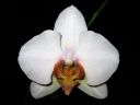 Phalaenopsis_hybridi_HA3_200606_IMG_2143.jpg
