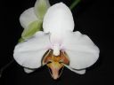 Phalaenopsis_hybridi_HA3_200606_IMG_2144.jpg