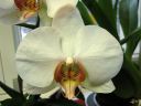 Phalaenopsis_hybridi_HA3_200606_IMG_2352.jpg