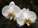 Phalaenopsis_hybridi_HA3_200606_IMG_3656.jpg