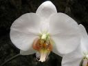 Phalaenopsis_hybridi_HA3_200606_IMG_3657.jpg