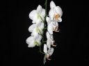 Phalaenopsis_hybridi_HA3_200606_IMG_6503.jpg