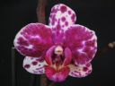Phalaenopsis_hybridi_HKN01_20100323_IMG_8583.jpg