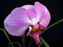 Phalaenopsis_hybridi_HKN04_20100323_IMG_8591.jpg
