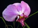 Tiedostonimi=Phalaenopsis_hybridi_HKN04_20100323_IMG_8591.jpg
Tiedostokoko=48kt
Koko=600x450
Lisätty=19.02.2012 Phalaenopsis_hybridi_HKN04_20100323_IMG_8591.jpg