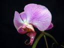 Tiedostonimi=Phalaenopsis_hybridi_HKN04_20100323_IMG_8592.jpg
Tiedostokoko=42kt
Koko=600x450
Lisätty=19.02.2012 Phalaenopsis_hybridi_HKN04_20100323_IMG_8592.jpg