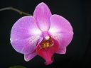 Phalaenopsis_hybridi_HKN05_20100323_IMG_5553.jpg