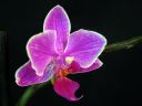 Phalaenopsis_hybridi_HKN06_20100323_IMG_8604.jpg