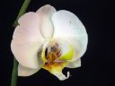 Phalaenopsis_hybridi_HKN08_20100323_IMG_8611.jpg