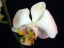 Tiedostonimi=Phalaenopsis_hybridi_HKN10_20100323_IMG_8618.jpg
Tiedostokoko=38kt
Koko=600x450
Lisätty=19.02.2012 Phalaenopsis_hybridi_HKN10_20100323_IMG_8618.jpg