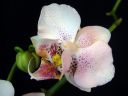 Phalaenopsis_hybridi_HKN11_20100323_IMG_8621.jpg