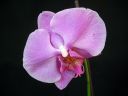 Phalaenopsis_hybridi_HKN11_20101109_IMG_2653.jpg