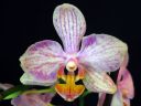 Phalaenopsis_hybridi_HKN12_20100323_IMG_8623.jpg