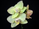 Phalaenopsis_hybridi_HKN12_20101109_IMG_2656.jpg