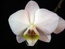 Phalaenopsis_hybridi_HKN13_20100323_IMG_8626.jpg