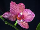 Phalaenopsis_hybridi_HKN14_20101109_IMG_2660.jpg
