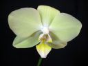 Phalaenopsis_hybridi_HKN15_20101109_IMG_2662.jpg