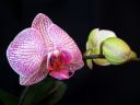 Phalaenopsis_hybridi_HKN16_20100323_IMG_3684.jpg