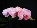 Tiedostonimi=Phalaenopsis_hybridi_HKN16_20100323_IMG_3938.jpg
Tiedostokoko=48kt
Koko=600x450
Lisätty=19.02.2012 Phalaenopsis_hybridi_HKN16_20100323_IMG_3938.jpg