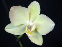 Phalaenopsis_hybridi_HKN17_20101109_IMG_2667.jpg