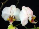Tiedostonimi=Phalaenopsis_hybridi_HKN19_20100323_IMG_7642.jpg
Tiedostokoko=41kt
Koko=600x450
Lisätty=19.02.2012 Phalaenopsis_hybridi_HKN19_20100323_IMG_7642.jpg