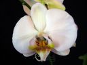 Phalaenopsis_hybridi_HKN19_20100323_IMG_8651.jpg