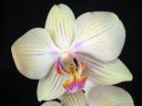 Phalaenopsis_hybridi_HKN19_20101109_IMG_2673.jpg