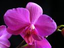 Phalaenopsis_hybridi_HKN1_20090212_IMG_1240.jpg