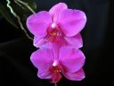 Phalaenopsis_hybridi_HKN1_20090212_IMG_4413.jpg