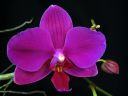 Phalaenopsis_hybridi_HKN1_20090212_IMG_9300.jpg