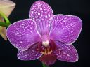 Phalaenopsis_hybridi_HKN1_20101109_IMG_2576.jpg