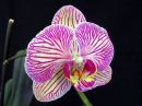 Phalaenopsis_hybridi_HKN1_20141105_IMG_0205.jpg