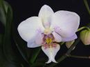 Phalaenopsis_hybridi_HKN1_20151119_IMG_9608.jpg