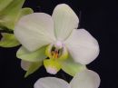 Phalaenopsis_hybridi_HKN1_20170119_IMG_3211.jpg